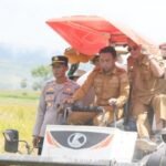 Panen Raya di Desa Lise: Sinergi Pemkab Sidrap dan Petani Dorong Swasembada Pangan