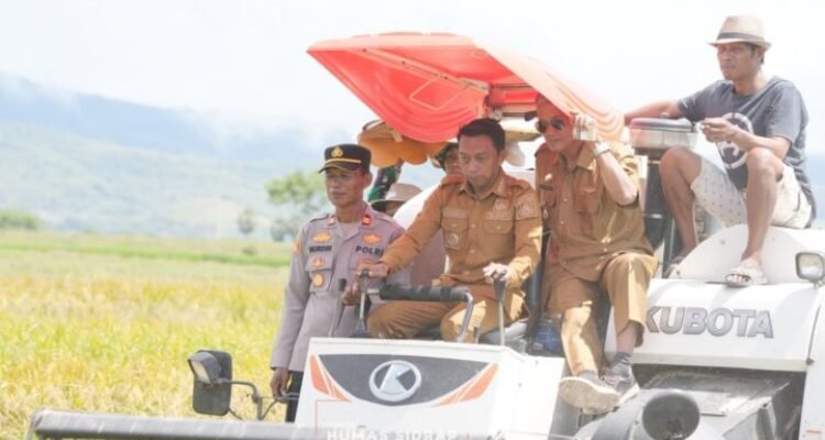Panen Raya di Desa Lise: Sinergi Pemkab Sidrap dan Petani Dorong Swasembada Pangan