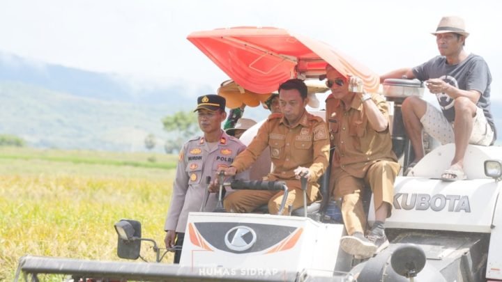Panen Raya di Desa Lise: Sinergi Pemkab Sidrap dan Petani Dorong Swasembada Pangan
