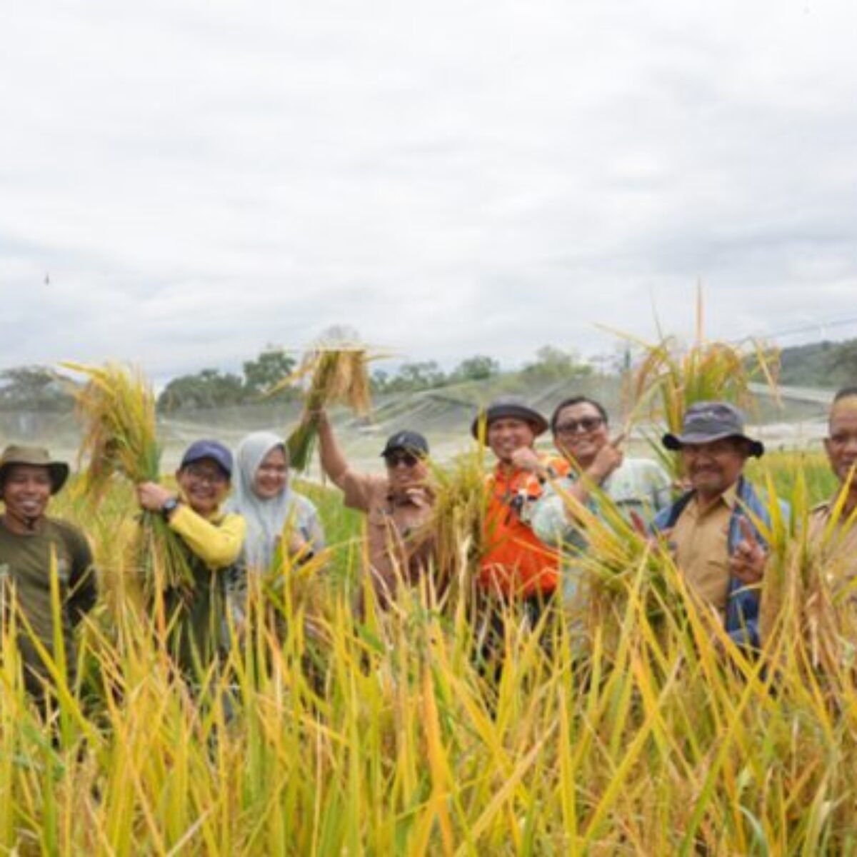 PT Vale Completes Farmland Recovery After Oil Spill in Towuti