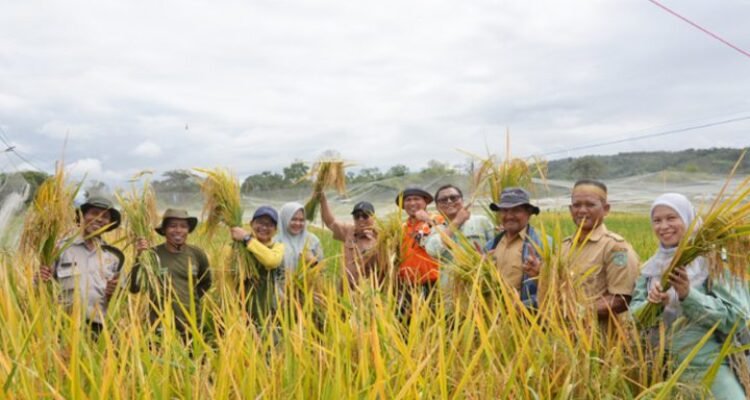 PT Vale Completes Farmland Recovery After Oil Spill in Towuti