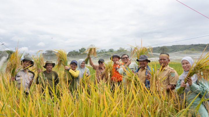 PT Vale Completes Farmland Recovery After Oil Spill in Towuti