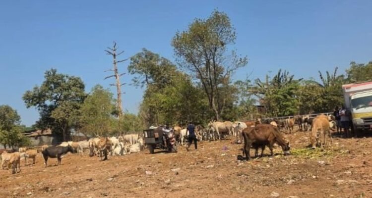 TPA Tamangapa Siapkan Penangkaran Sapi, Sampah Organik Jadi Pakan