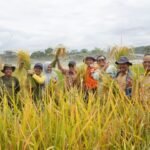 Sawah Terdampak Tumpahan MFO PT Vale Dinyatakan Aman, Hasil Panen Layak Dikonsumsi