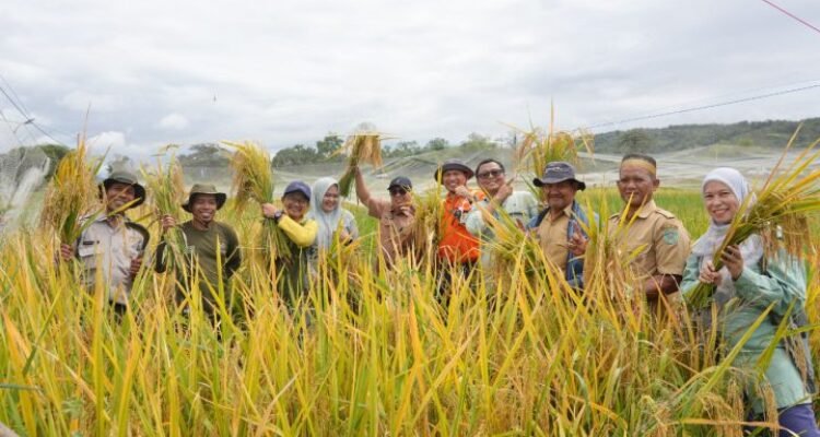 Sawah Terdampak Tumpahan MFO PT Vale Dinyatakan Aman, Hasil Panen Layak Dikonsumsi