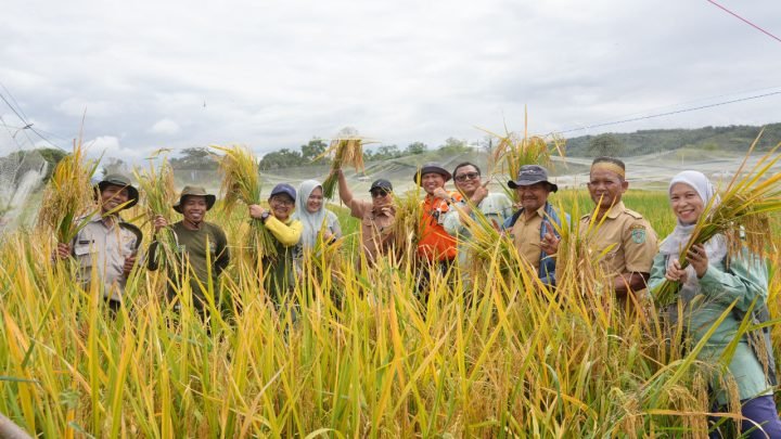 Sawah Terdampak Tumpahan MFO PT Vale Dinyatakan Aman, Hasil Panen Layak Dikonsumsi
