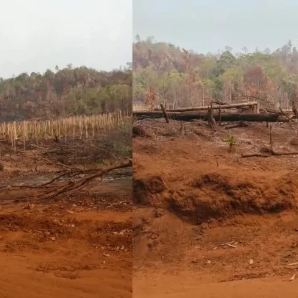 Warga Loeha Raya Lutim Minta Gakkum Usut Tuntas Oknum Pembakar Hutan
