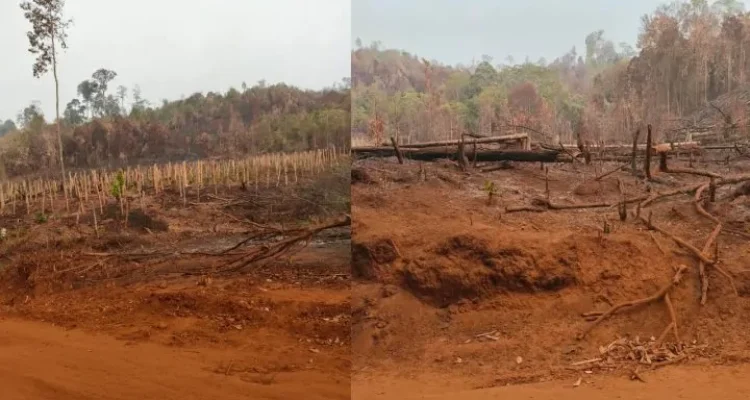 Warga Loeha Raya Lutim Minta Gakkum Usut Tuntas Oknum Pembakar Hutan
